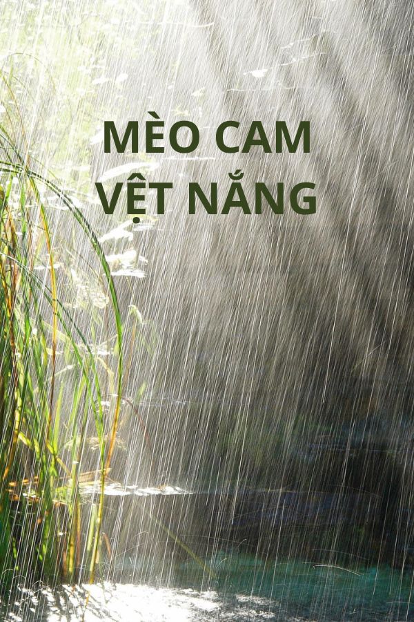 Mèo cam — Vệt nắng.