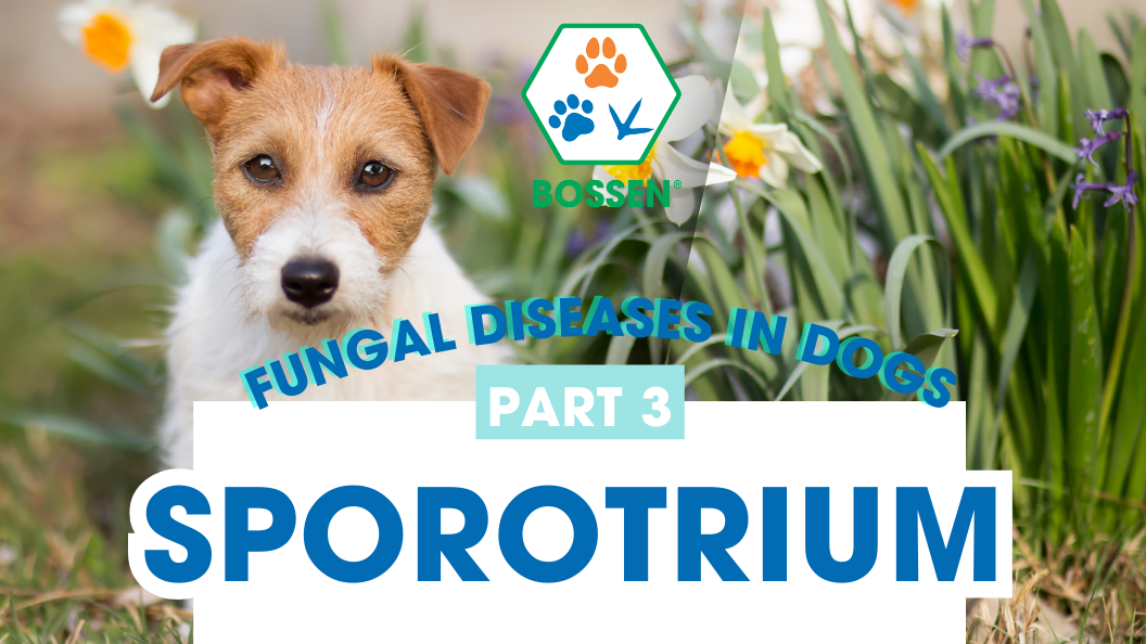 Hình ảnh bài viết