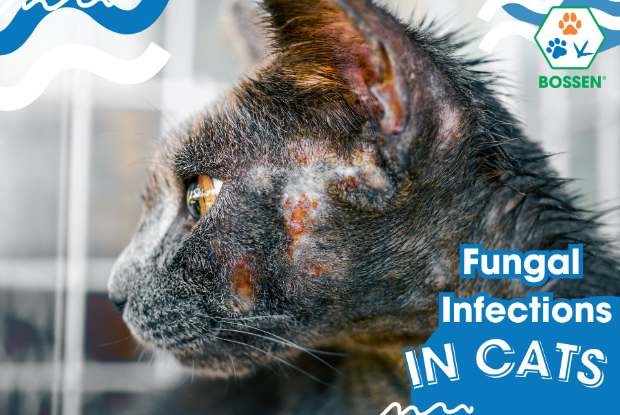 Fungal Infections in Cats