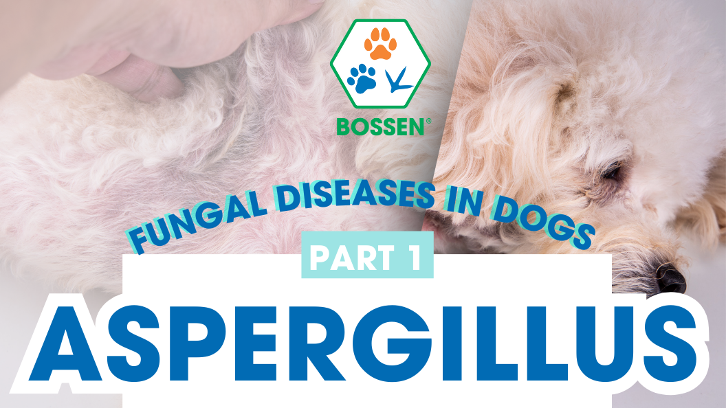 Hình ảnh bài viết