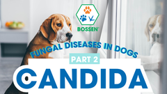 DISEASE CAUSED BY CANDIDA