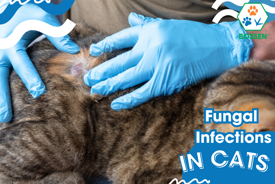 Fungal Infections in Cats