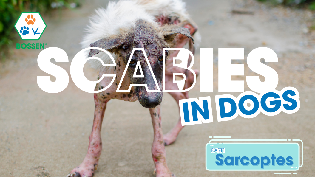 Hình ảnh bài viết