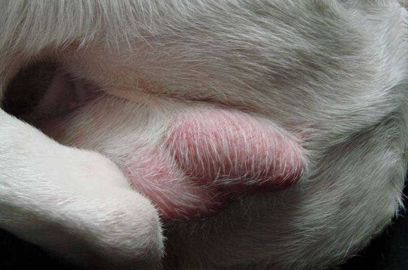 CHÓ ĐỰC SƯNG BỘ PHẬN SINH DỤC DO VIÊM TINH HOÀN HOẶC XOẮN TINH