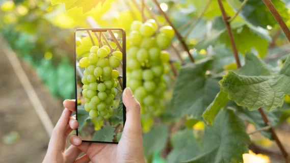 Blockchain trong truy xuất nguồn gốc tại Việt Nam